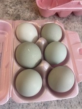 6 Olive Egger Chicken Hatching Eggs