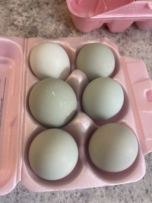 6+ Olive Egger Chicken Hatching Eggs