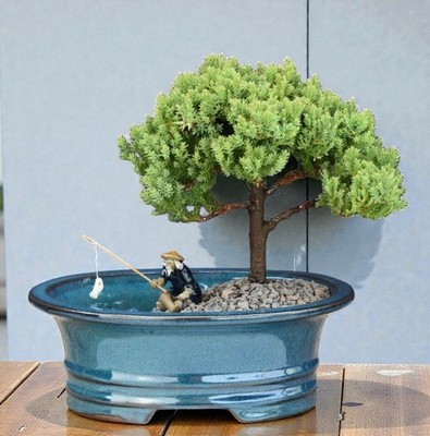 Upright Juniper Bonsai Tree Land/Water Pot 7" H Juniper Procumbens Nana  Outdoor | eBay