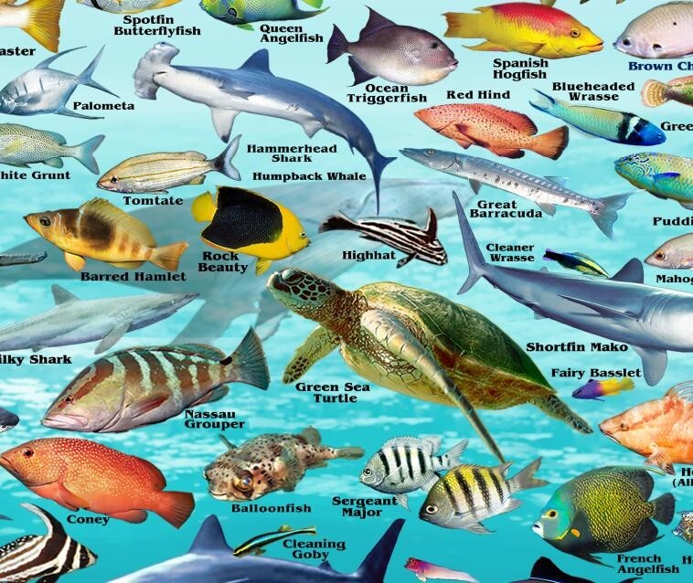 Common Fish In Ocean Tropical Ocean Fish Species