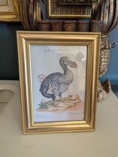 Framed Art Print of antique illustration of dodo & guinea pig Zoological H22cm