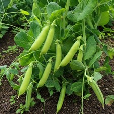 Sugar Daddy Snap Pea Seeds Stringless Edible Pod Veggie Seeds Spring Garden