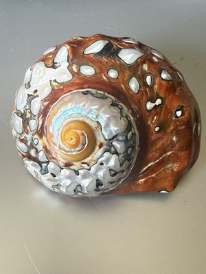 South African Turban Shell Turbo Sarmaticus  (Pearl Turbo Shell) Iridescent