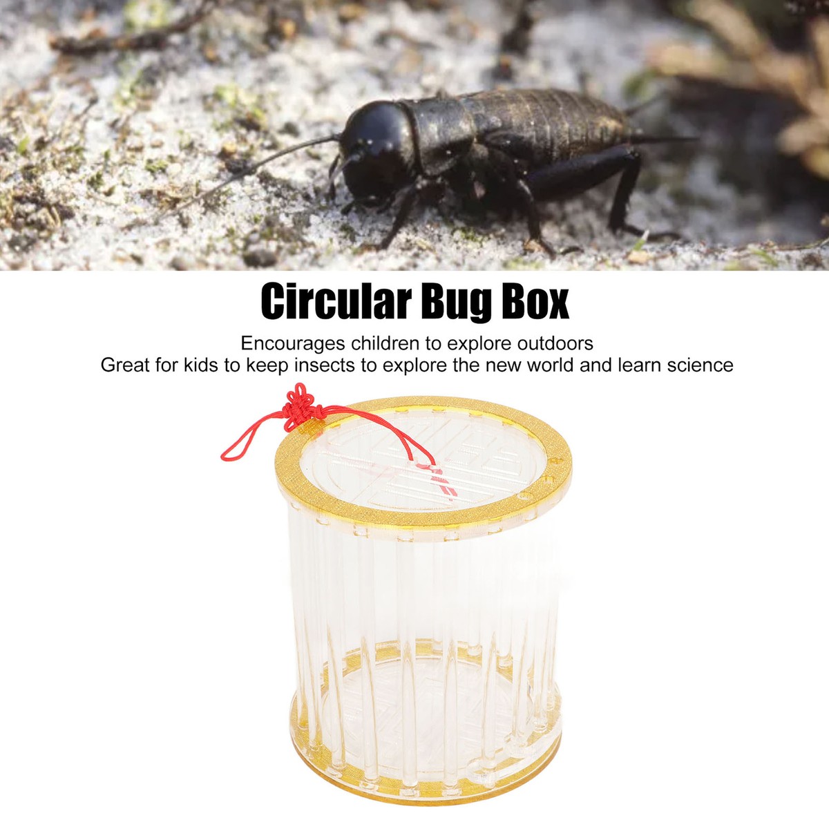 Bugs In Acrylic Excellerations® Acrylic Butterflies, Bugs And Sea