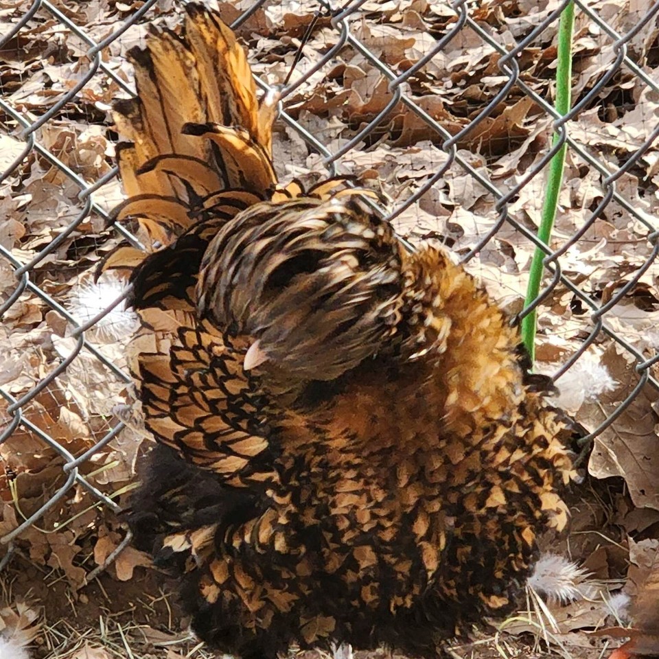 5+5 Lemon Cuckoo & Candy Corn Polish Chicken Hatching Eggs Frizzles B&E