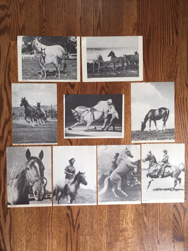 Horses Ponies Photo Contests Pictures Kodiak
