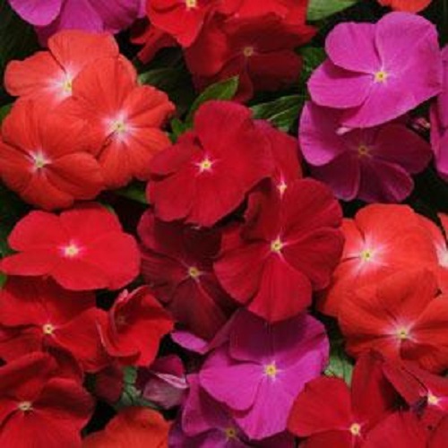 40+ DUFTENDE VINCA PACIFICA KÜHNE BLUMENSAMEN MISCHUNG / PERIWINKLE / JÄHRLICH - Bild 1 von 1