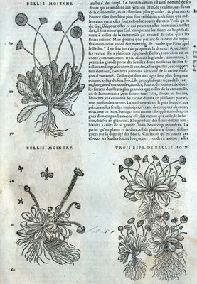 Fleur Bellis Peony Botanical Matthioli Mattioli Dioscorides