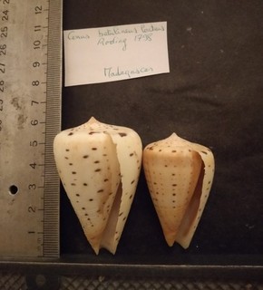 COLLECTION COQUILLAGE : CONUS BETULINUS LACTEUS