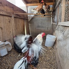 8 hatching eggs chicken