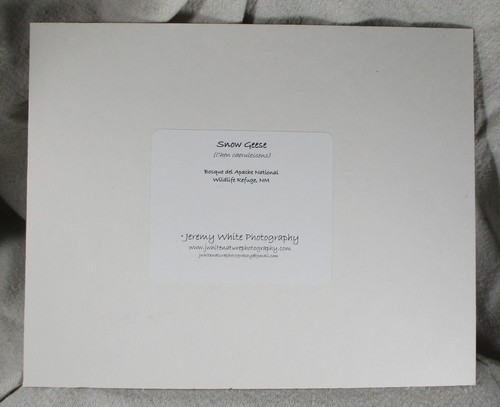 Signed Matted Jeremy White Nature Photograph 2009 "Snow Geese"! - Picture 4 of 4