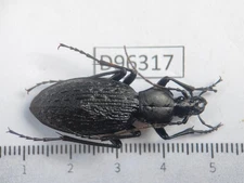 D96317-insects Carabidae from Vietnam Central