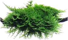 Christmas Moss Vesicularia Live Aquarium Plant Java Moss Cup BUY 2 GET 1 FREE