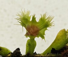 Dionea POMPOM-PUNK -RARE PLANT