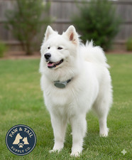 Perimeter Technologies Invisible Fence Replacement Collar 10K