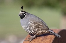 Pre Order - California Quail Hatching Eggs 6 Plus