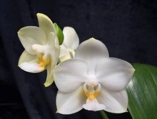 Fragrant Orchid Phalaenopsis  Phal. Tristar Snow Princess 'Tristar' AM/AOS