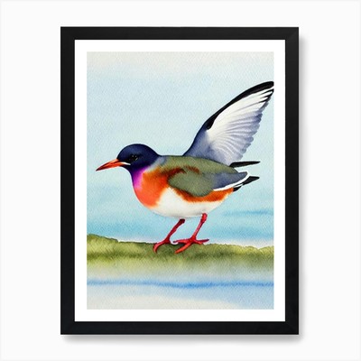 Common Tern Watercolour Bird Art Pr Framed Wall Art Poster Canvas Print Picture