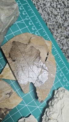 Leaf Fossils And Unidentified Plant Fossil