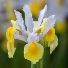 10 -  Dutch Iris APOLO Flower Bulbs   * Named After Greek God Of The Sun