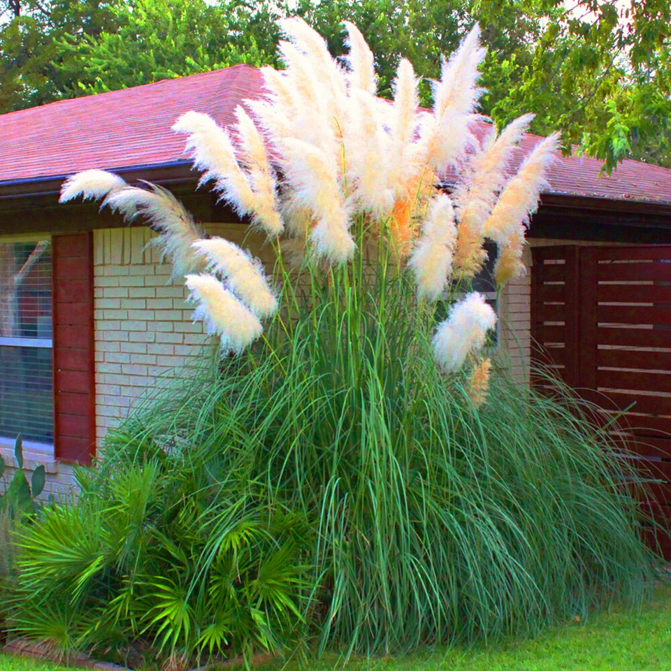 1 X WHITE ALBA CORTADERIA SELLOANA PAMPAS GRASS PUMILA TALL FEATHERY DECORATIVE - Image 3 of 4