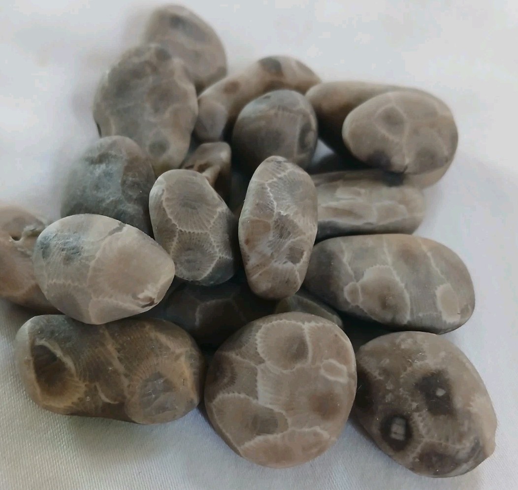 High Quality Michigan Petoskey Stones • 5oz Unploshed • Great Lakes Fossil Coral