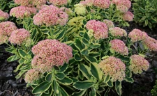 SEDUM~AUTUMN CHARM~VARIEGATED STONECROP LIVE PLANTS HARDY SUCCULENT ROCK GARDENS