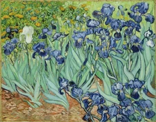 Hand Painted Oil Painting 24" x 36" Irises by Vincent Van Gogh