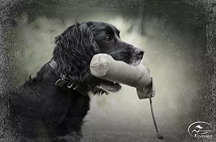 Hunting dog training tools cheap