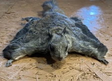 Northern Flying Squirrel Wall Mount ~ Taxidermy