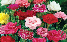 6 x CARNATION - DWARF VIENNA - DIANTHUS CARYOPHYLLUS PLUG