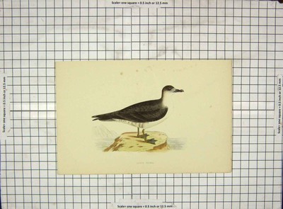 Original alter antiker Druck Ref.70 1903 handkoloriert Vögel mit Deckel Sturmvogel Morris