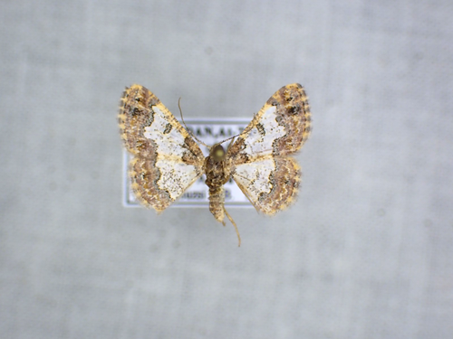 Zamarada torrida Geometridae from Jordan