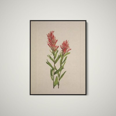 Mary Walcott - North American Wild Flowers - Alberta Paintbrush - Fine Art Print