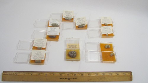Real Fossils Echinodermata, Gastropoda, Coelentra, and Vertebrata 