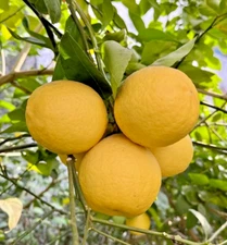 100+ Sweet Lemon Orange Mitha Nimbu Lime Seedss (Citrus limetta) For Planting