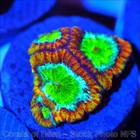 Corals of Eden ~ WYSIWYG Live Coral Frag ~ Psycho Rim Favia Coral ~ LPS SPS — photo 5
