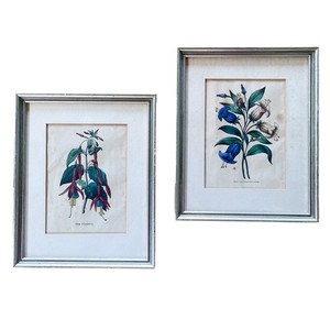 Antique Hand Colored Botanical Prints Fuchsia Canterbury Bell Framed Pair