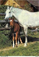 Carte Postale - Animaux - Chevaux - Pouliche et son Poulain - CPM - Voir Scans R