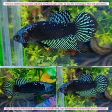 Green Alien Samurai Plakat Male - IMPORT LIVE BETTA FISH FROM THAILAND