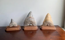 Megalodon Fossil Shark Tooth Stand, Rectangular Shape w/ Clipped corners