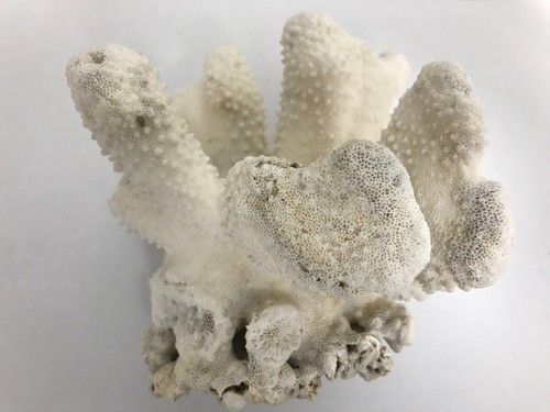 Echte Koralle Meereskoralle Sammlerstück Aquarium, Terrarium - Bild 5 von 8