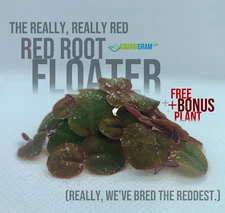 40+ Leaf Red Root Floaters (+FREE BONUS PLANT) Live Aquarium Floating Plant