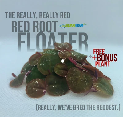 40+ Leaf Red Root Floaters (+FREE BONUS PLANT) Live Aquarium Floating Plant