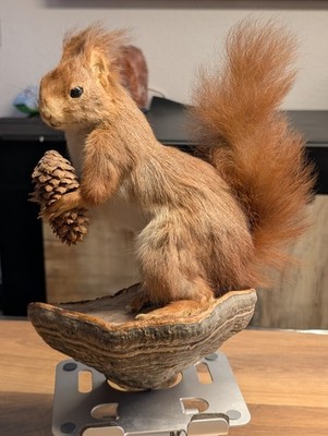 Präpariertes Eichhörnchen mit Tannenzapfen auf Holzsockel | Taxidermie | Deko