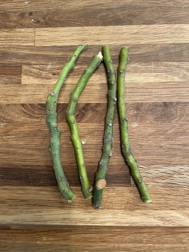 HASS AVOCADO SCION CUTTING FOR GRAFTING. (4 Pieces) - Image 2 of 4