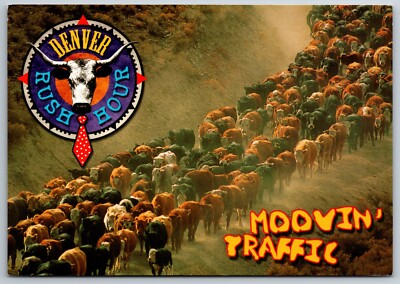Moovin Traffic Denver Rush Hour Cattle Drive Cows Stoecklein 6x4 Postcard