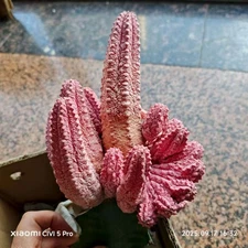 Euphorbia Abdelkuri Variegated GraftedGarden WYSIWYG Cristata rootless