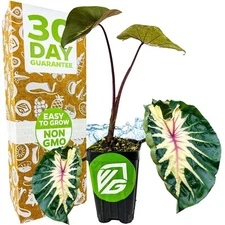 Waikiki Elephant Ear - Colocasia esculenta - Live Plant