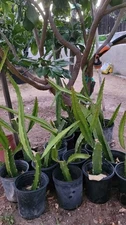 3 Palora Yellow Dragon Fruit Rooted Plants